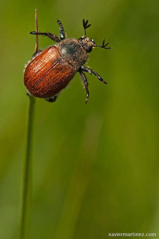 Entrevista al fotógrafo de naturaleza Xavier Martínez