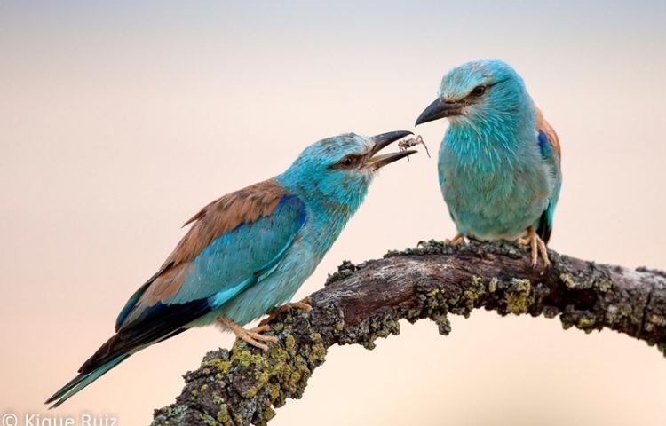 Entrevista fotógrafo naturaleza Kike Ruiz