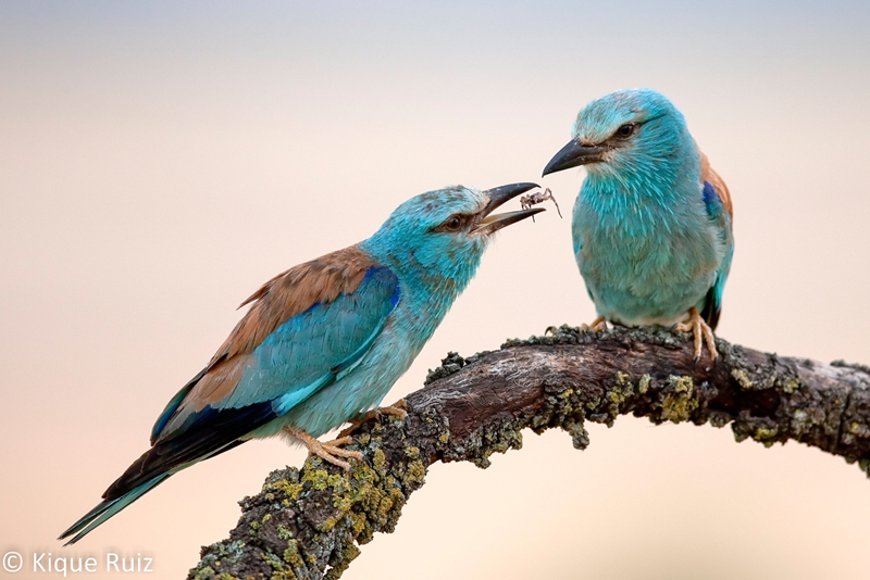 Entrevista fotógrafo naturaleza Kike Ruiz