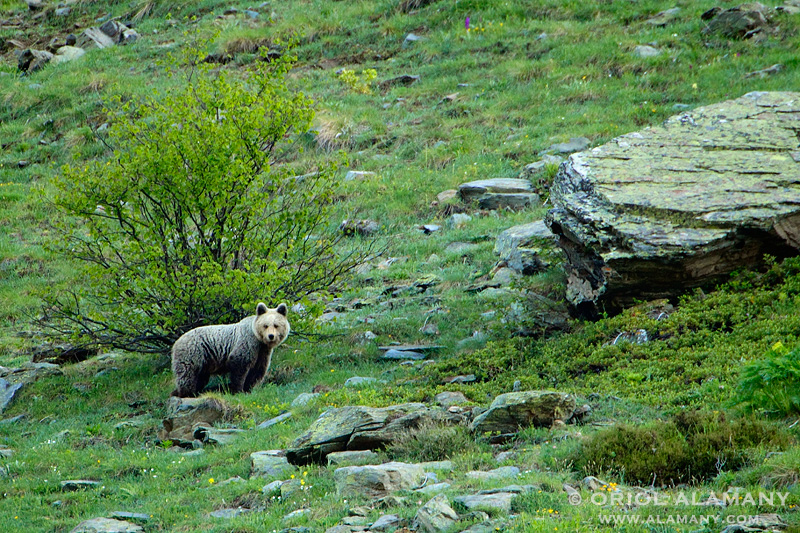 Oso pardo fotografiado por Oriol Alamany en los Pirineos