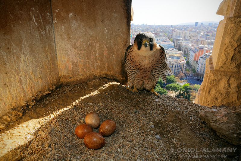 Halcones urbanos fotografiados por Oriol Alamany en Barcelona