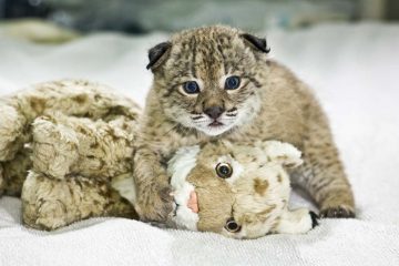 Cachorro de lince ibérico en el centro de reproducción exsitu del Acebuche- Entrevista al fotógrafo Héctor Garrido