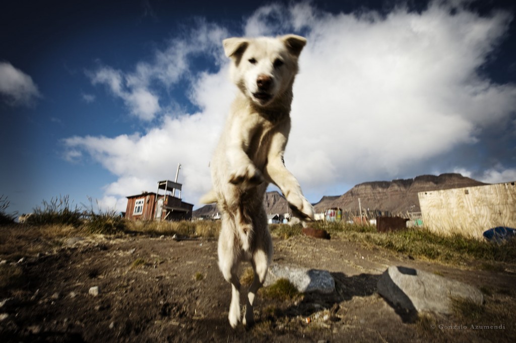 Perro husky en Qeqertarsuaq, isla de Disko, Groenlandia, fotografiado por Gonzalo Azumendi