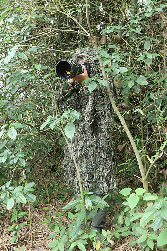 Ghillie Tragopan para camuflaje y filmación de video o fotografía en la naturaleza
