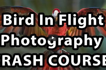 10 Consejos definitivos para fotografía de aves en vuelo