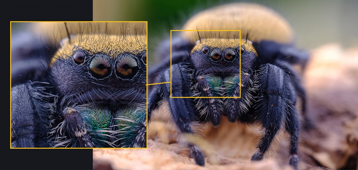 Fotografía macro realizada con objetivo Laowa 65mm 2X Ultra-Macro
