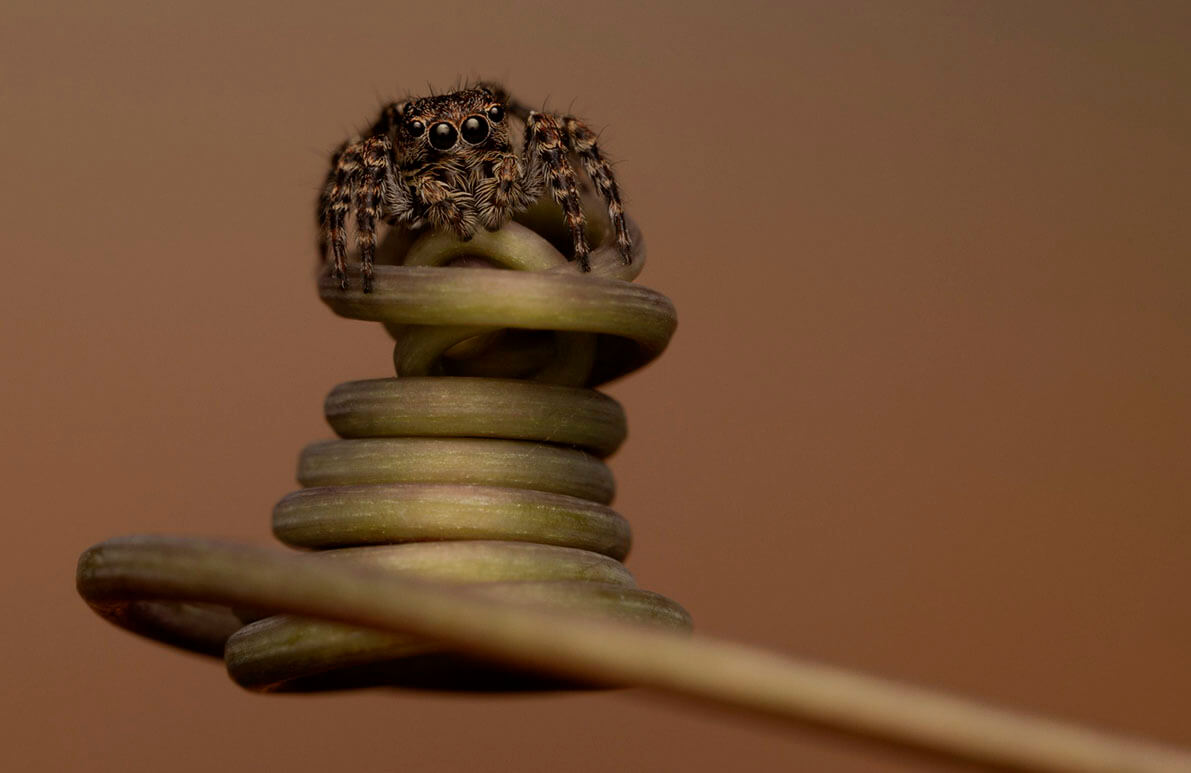 Detalle de macrofotografía con objetivo macro