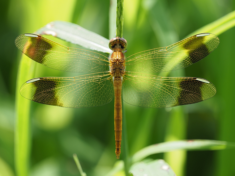 Fotografía de naturaleza realizada con el Olympus 150-400mm