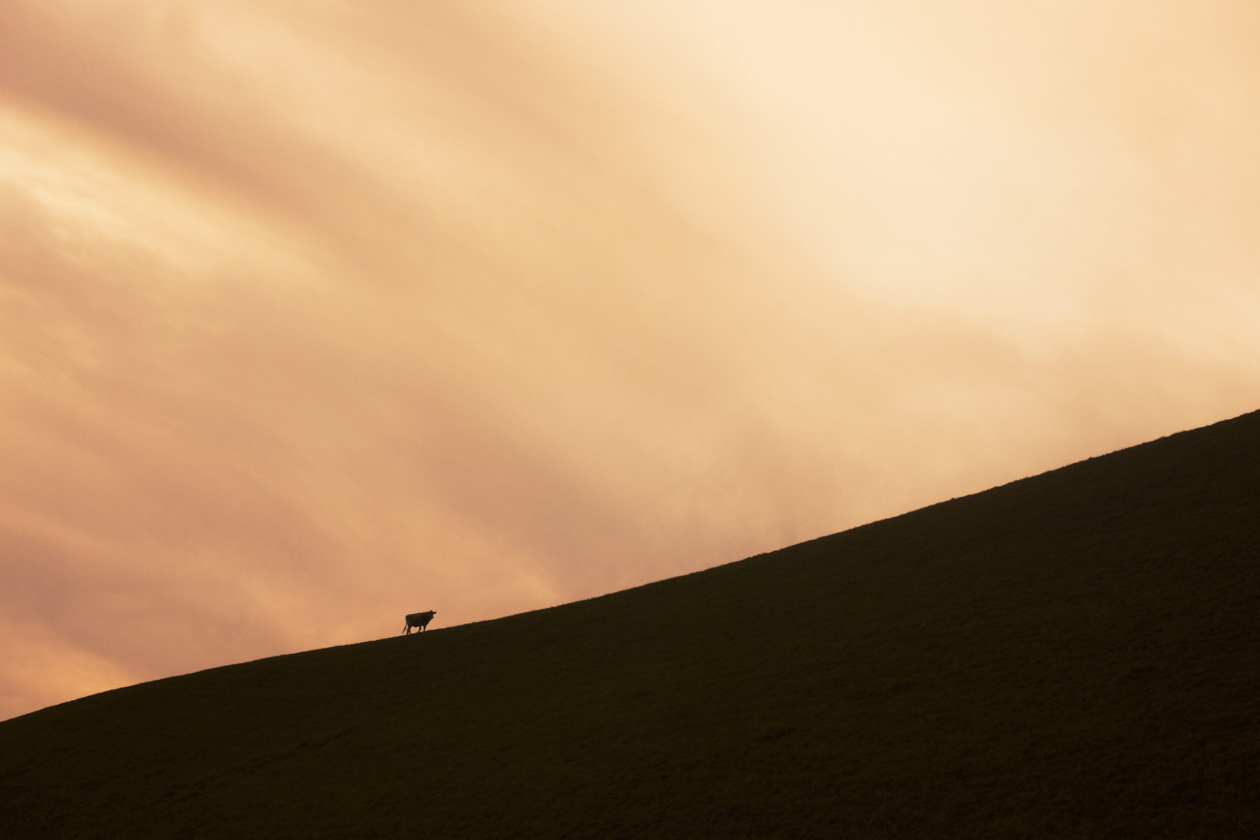Silueta de animal sobre una colina al atardecer