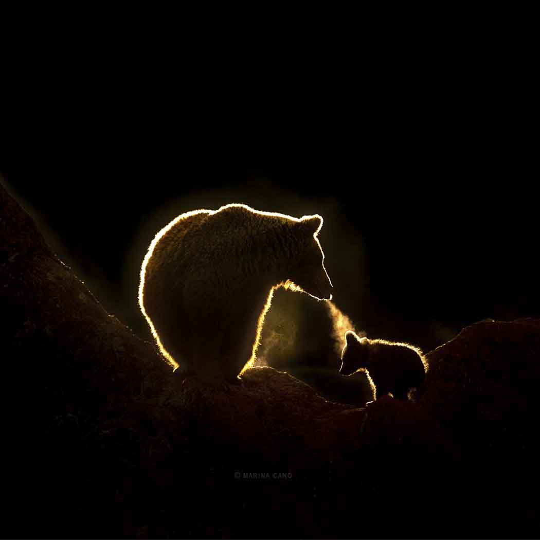 Animales fotografiados a contraluz