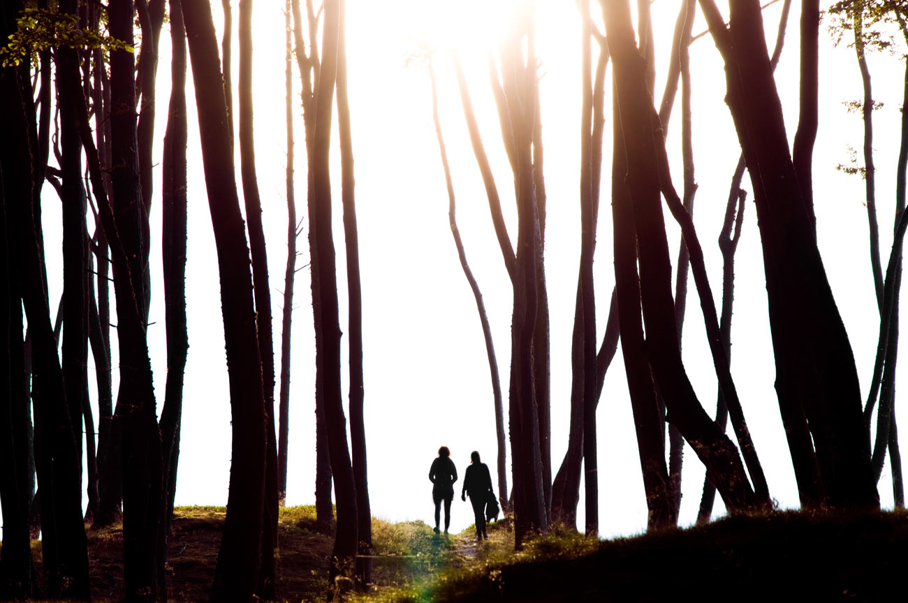Bosque fotografiado a contraluz