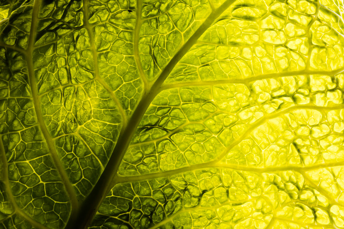 Hoja verde fotografiada a contraluz