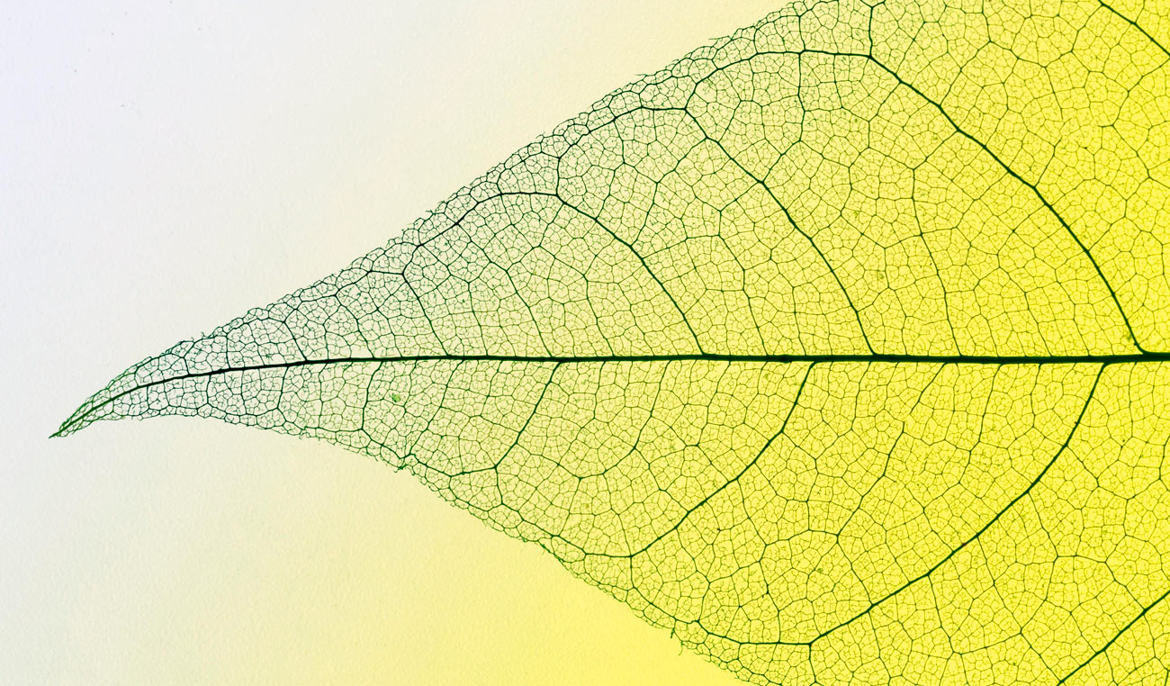 Hoja transparente fotografiada a contraluz