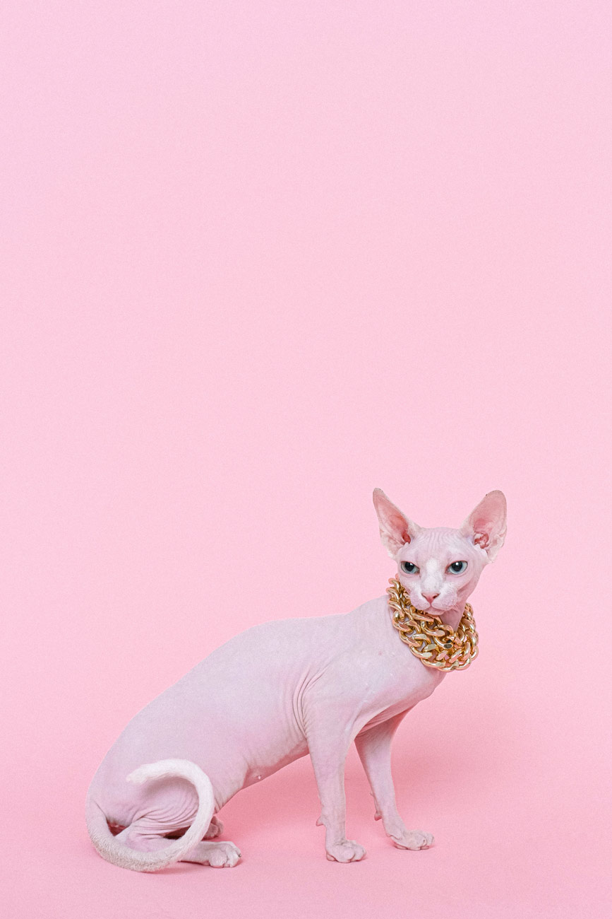 Técnicas profesionales para fotografiar gatos en estudio - Ejemplo práctico