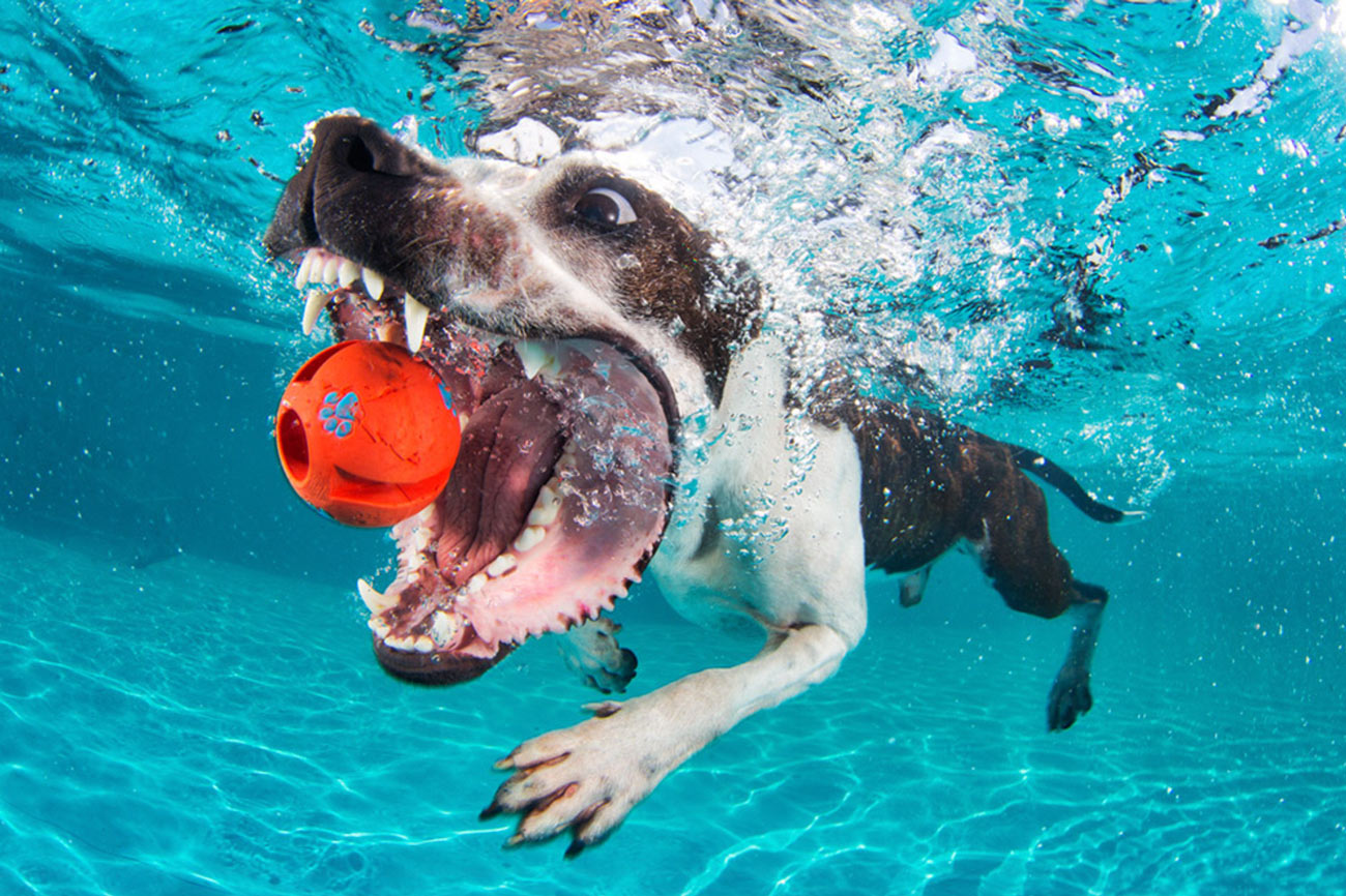Foto de perro bajo el agua por Seth Casteel