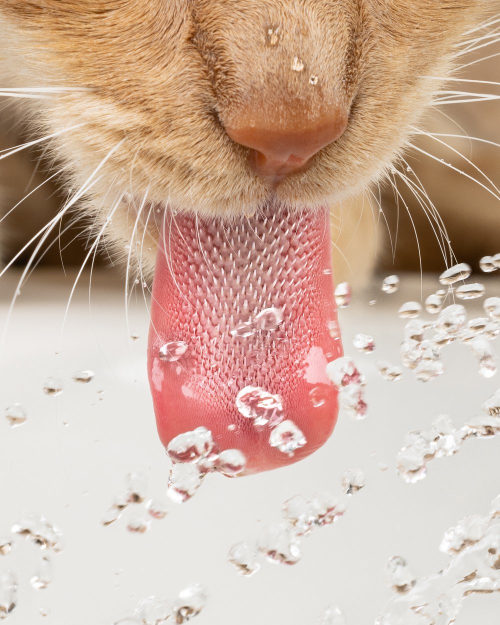 Retrato de gato captado por Andrew Marttila
