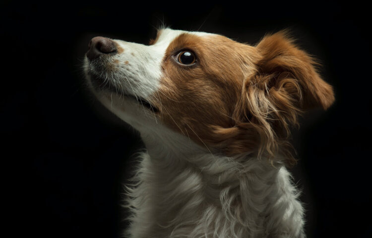 Fotografía de perro con softbox