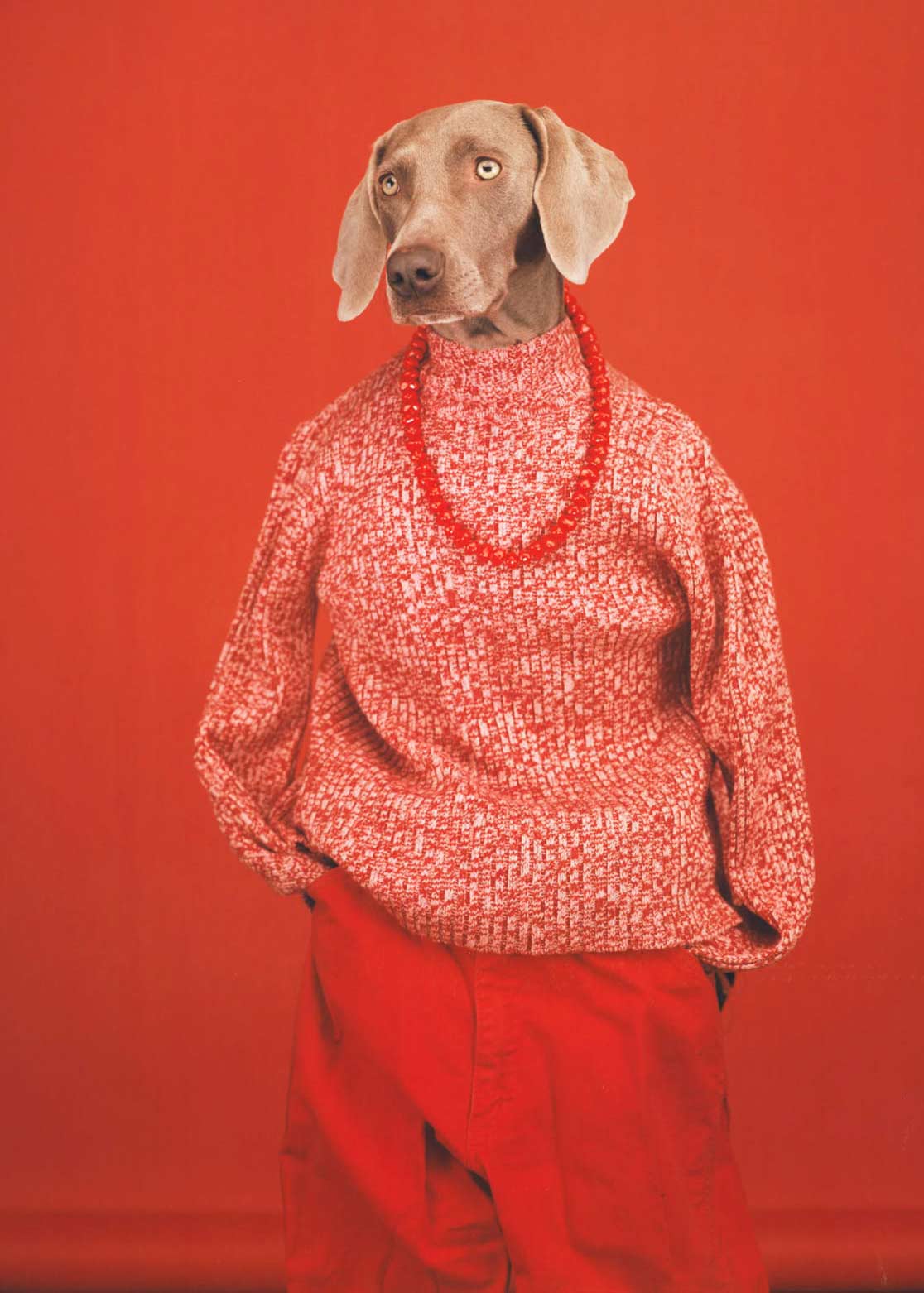 Perro en retrato creativo por William Wegman