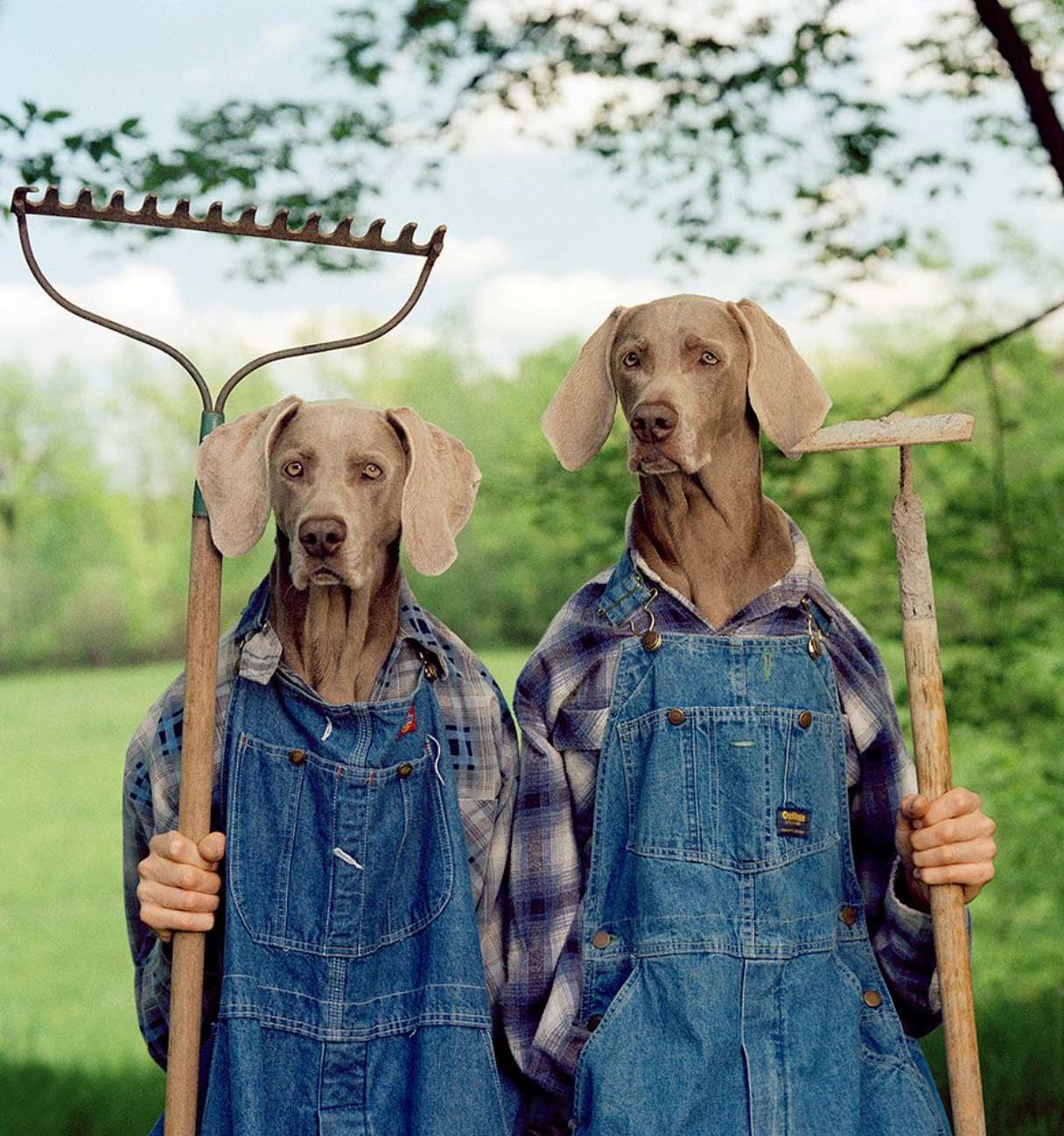 Retrato artístico de perro Weimaraner por William Wegman