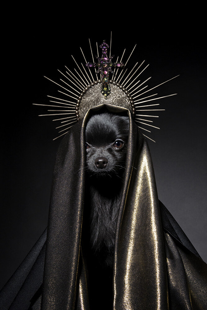 Pit Bull fotografiado por Sophie Gamand con flores