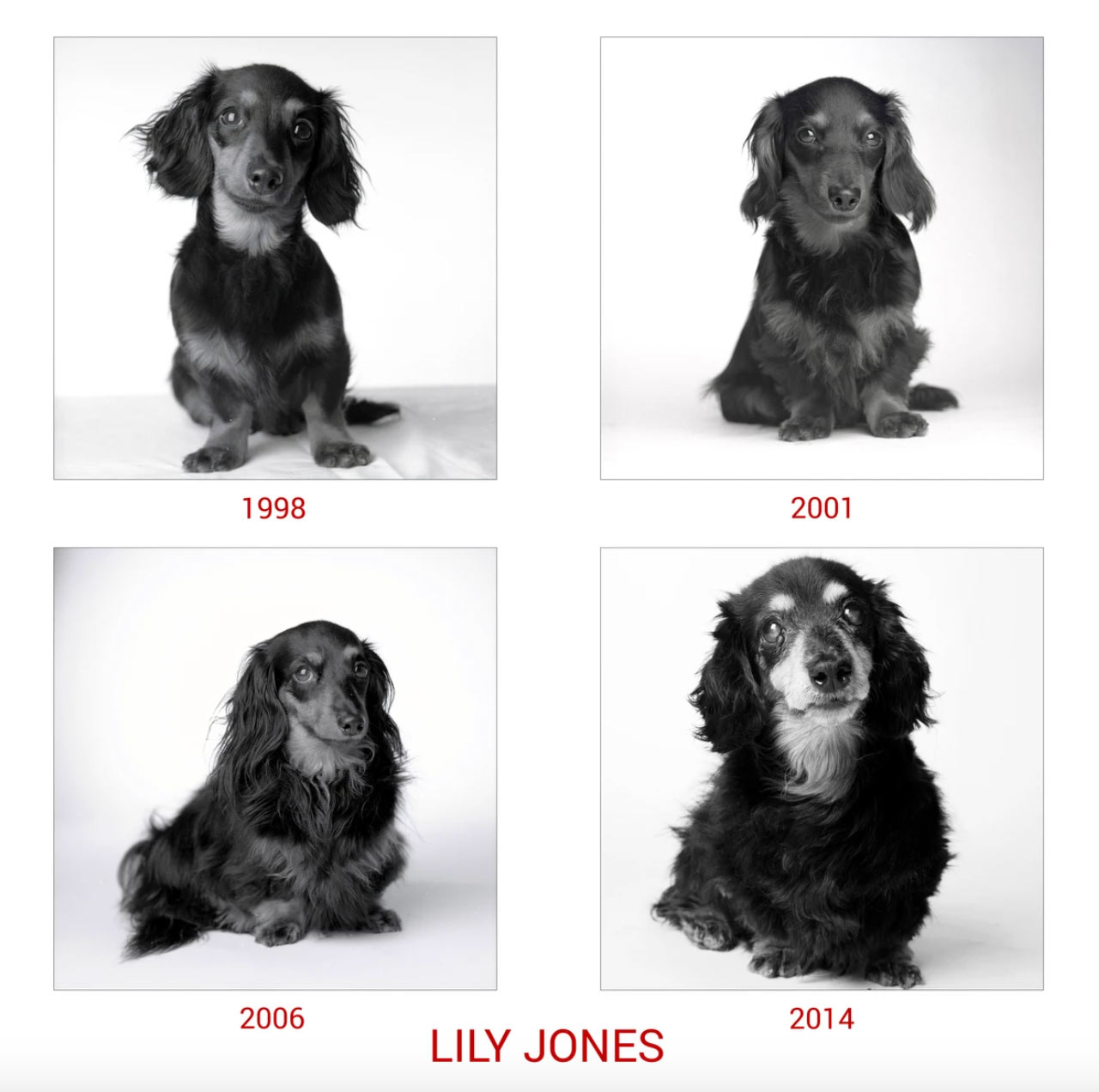 Perro joven y anciano en el proyecto Dog Years de Amanda Jones