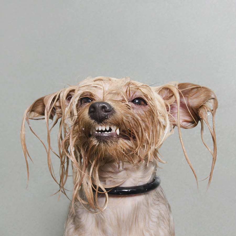 Perro mojado en la serie Wet Dog por Sophie Gamand