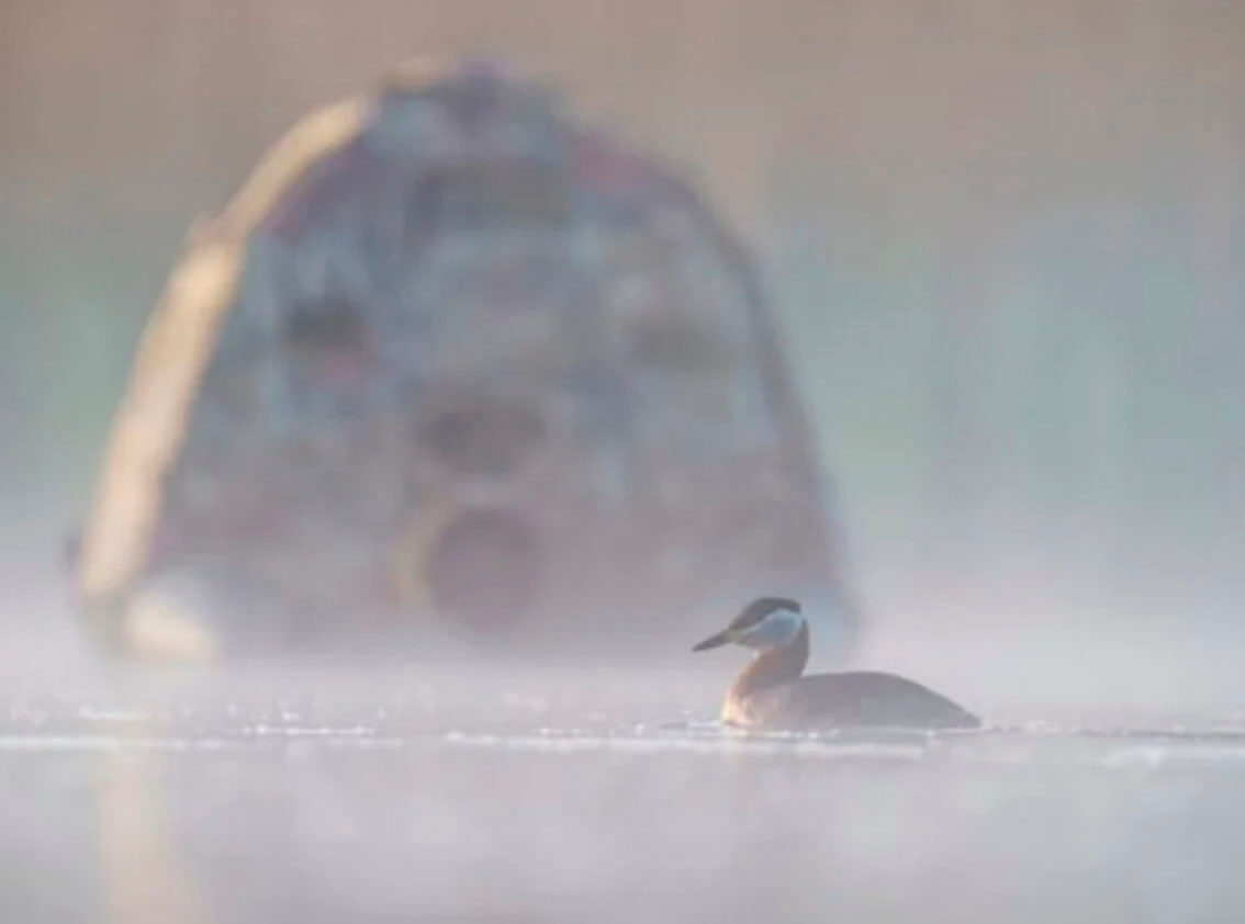 Hidrohide para fotografía de aves acuáticas desde el agua