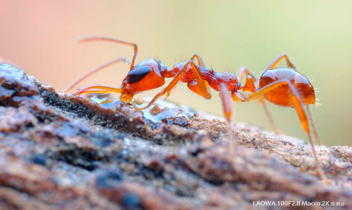 Fotografía macro de naturaleza con objetivo Laowa 2X