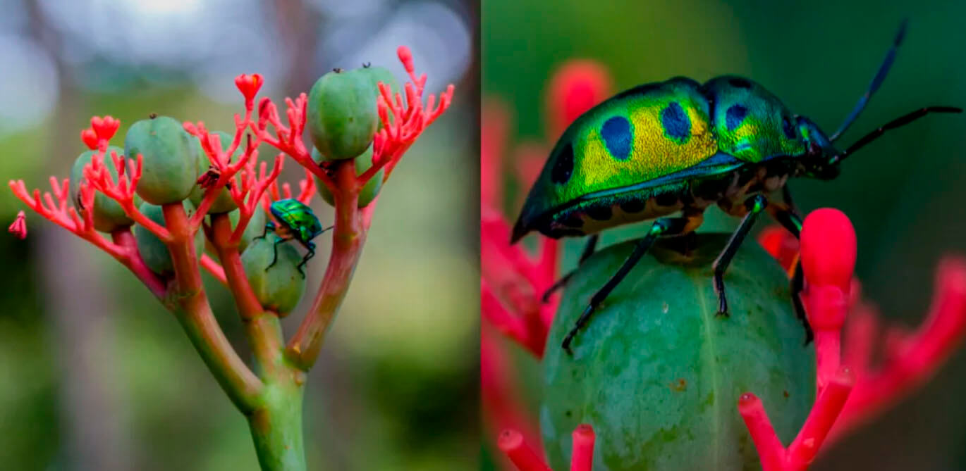 Comparativa de fotografía macro sin Raynox y con Raynox DCR-250