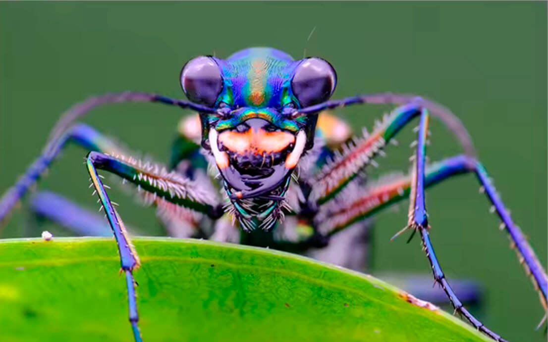 Ejemplo de fotografía macro realizada con Raynox DCR-250