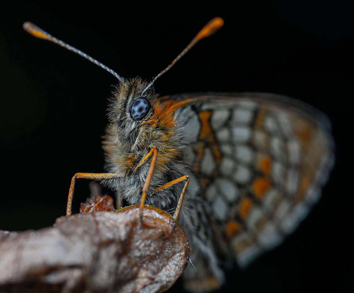 fondo negro en fotografía macro por exceso de flash