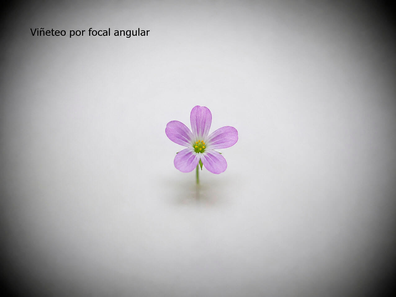 Ejemplo de viñeteo por focal angular con Raynox DCR-250