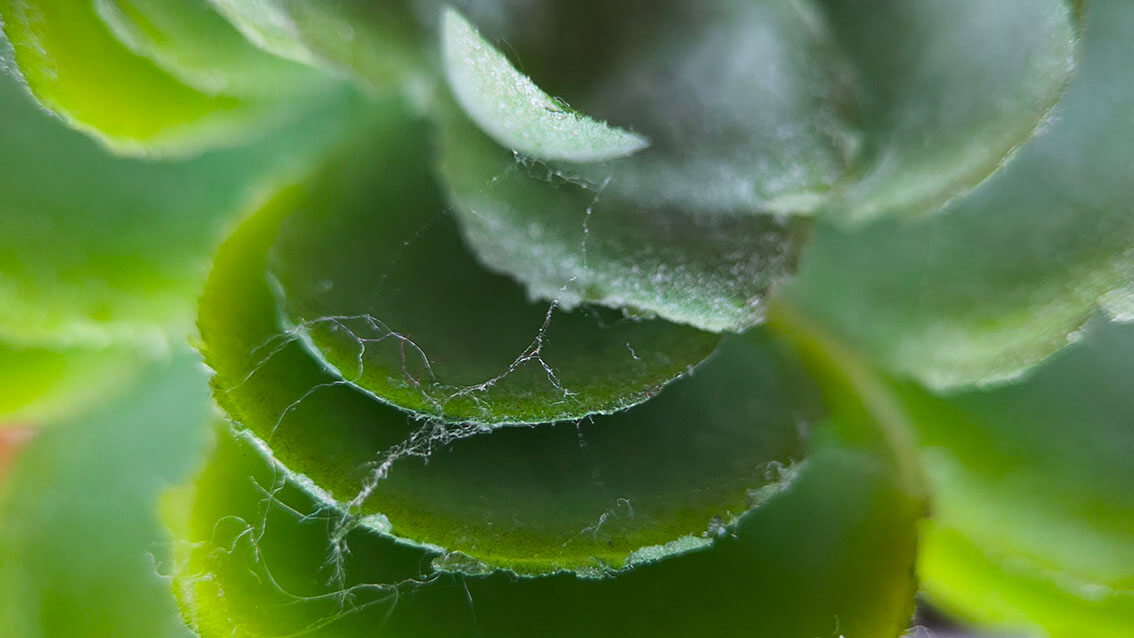 Fotografía macro realizada con una lente APEXEL HB100MM para smartphone